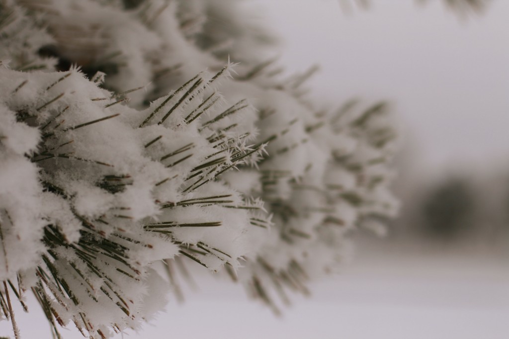 Winter Wonderland in the Black Hills, Thank You Banana Belt! The New