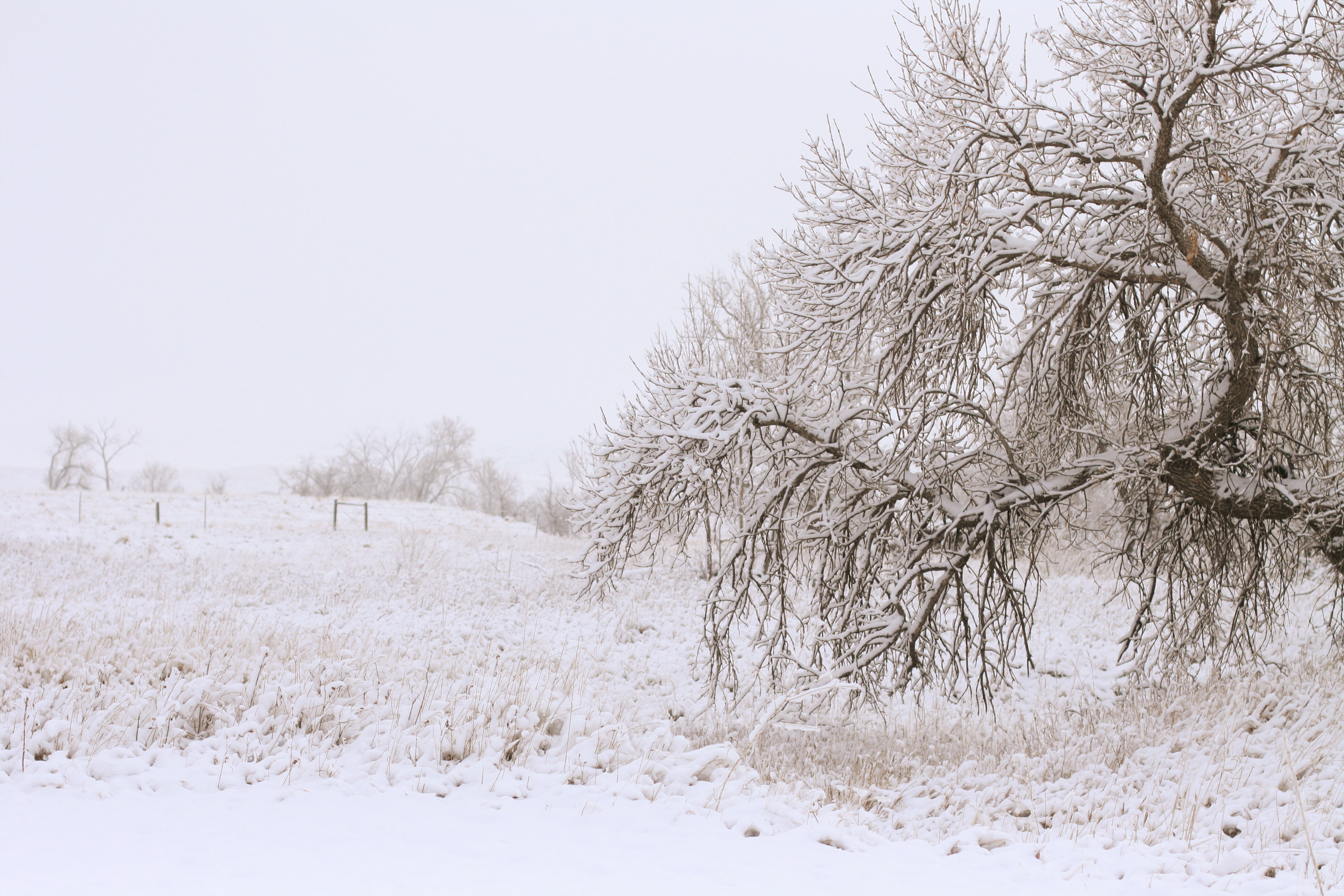 Winter Wonderland in the Black Hills, Thank You Banana Belt! The New
